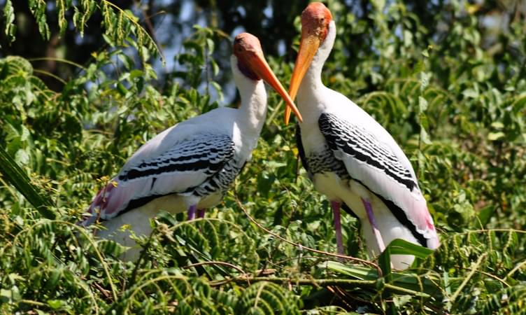 Kokkare Bellur Bird Sanctuary - 87 km from Bangalore