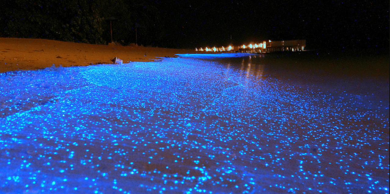 Bioluminiscent Beach