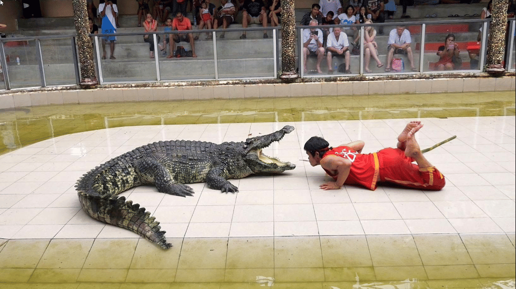 Phuket Crocodile World