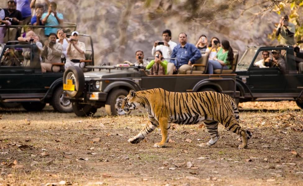 Bengal tiger lying on the rock relax on summer day in the national park -  male royal tiger.