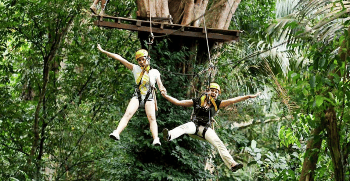 Fly From Tree To Tree