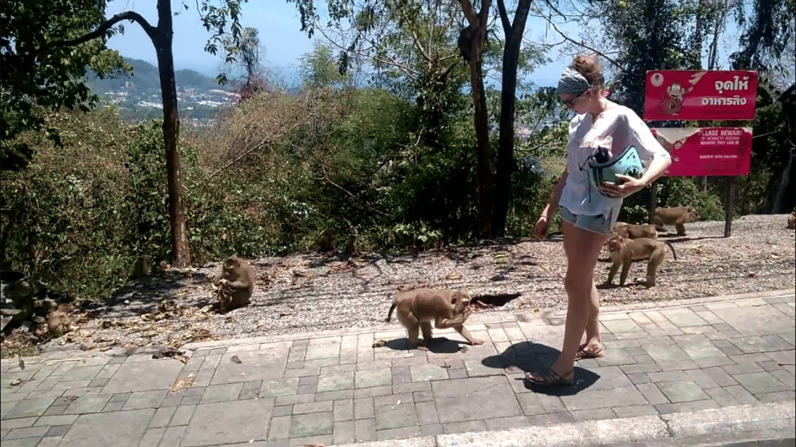 Play With Monkeys at Monkey Hill