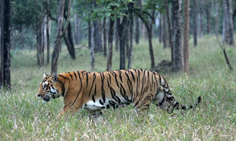 Mudumalai Tiger Reserve