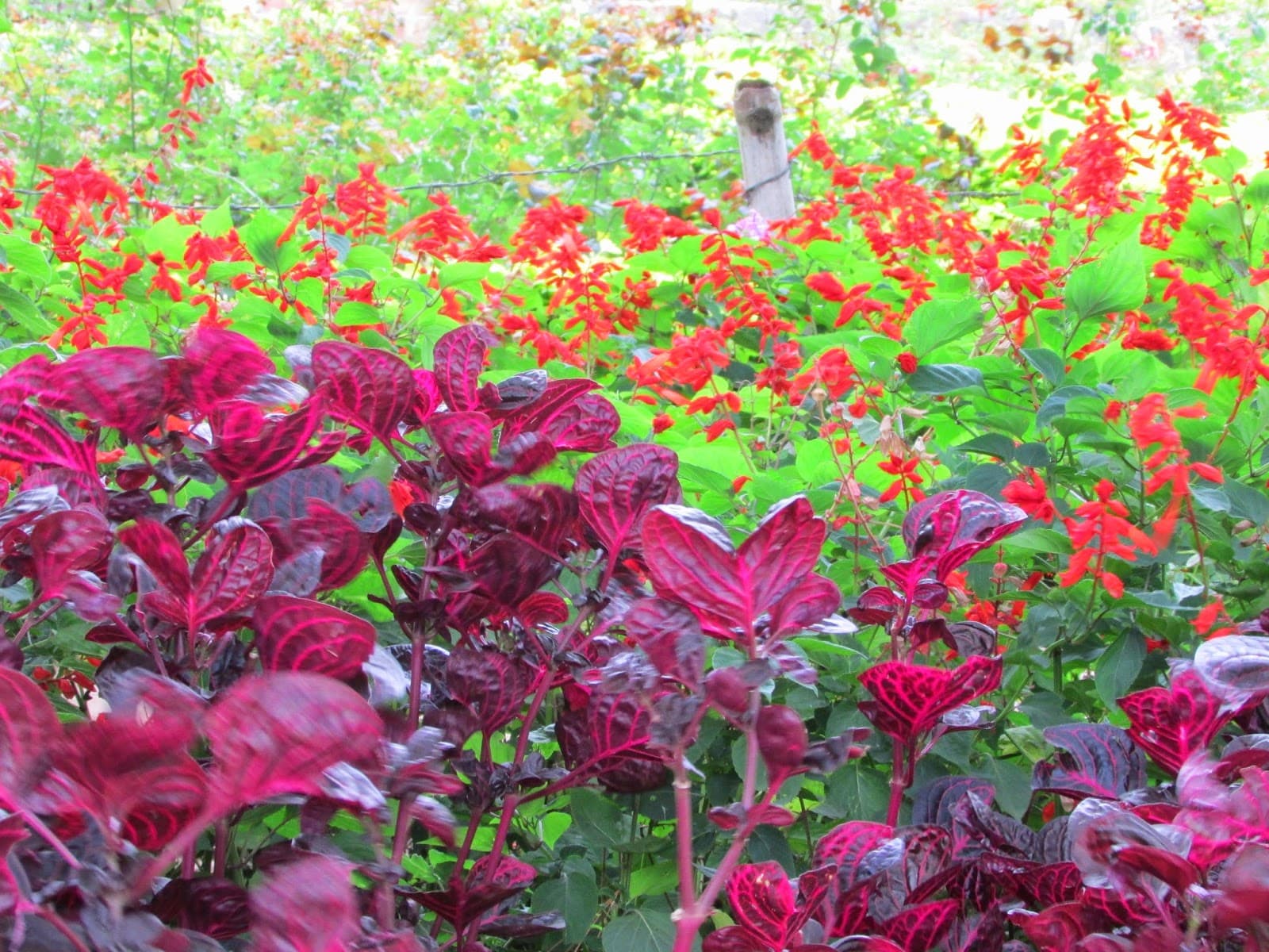 Silk Farm and Rose Garden