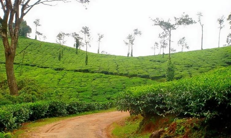 Travel Tips for Coorg Trip from Bangalore