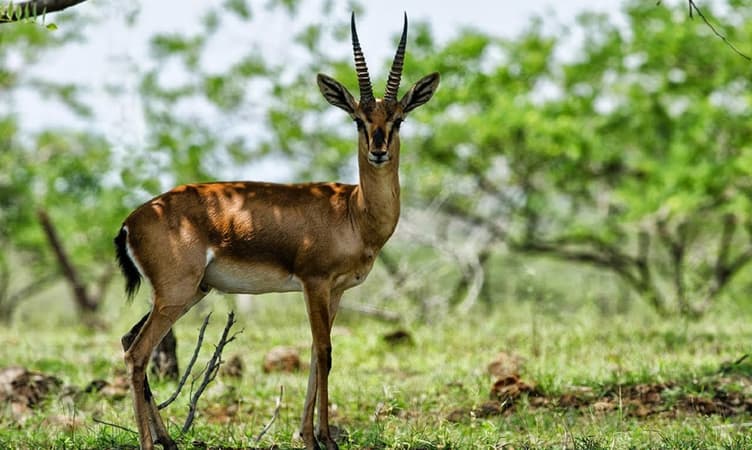7 Best Wildlife Sanctuaries In GOA 2026 Photos Reviews 7-best-wildlife-sanctuaries-in-goa-2026-photos-reviews