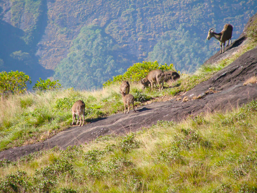 Eravikulam National Park