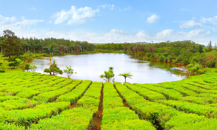Explore Tea Plantations