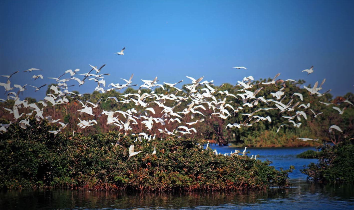 Kumarakom Bird Sanctuary