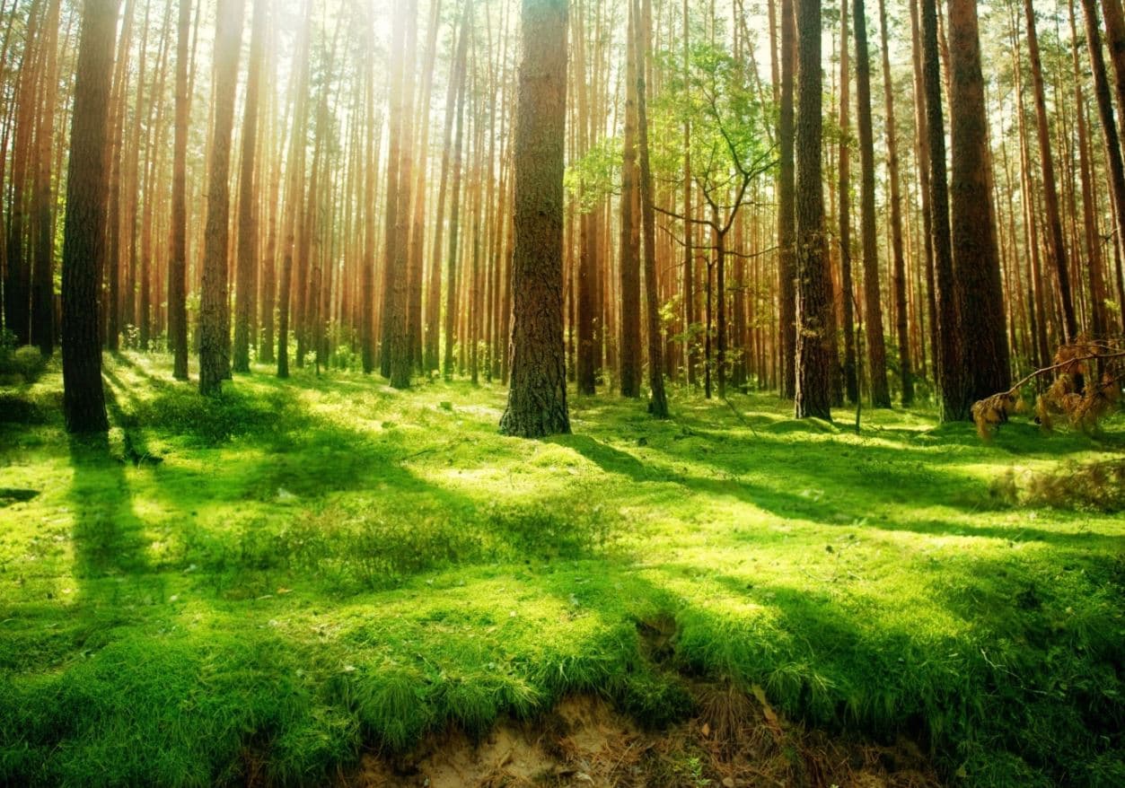 Breathe Pollution Free Air In Marayoor Sandalwood Forests