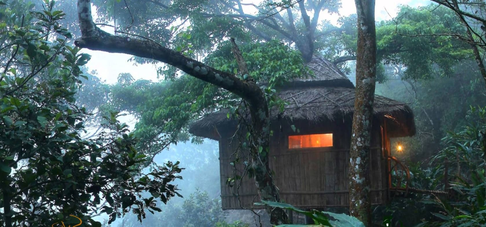 Spent A Night In Tree house