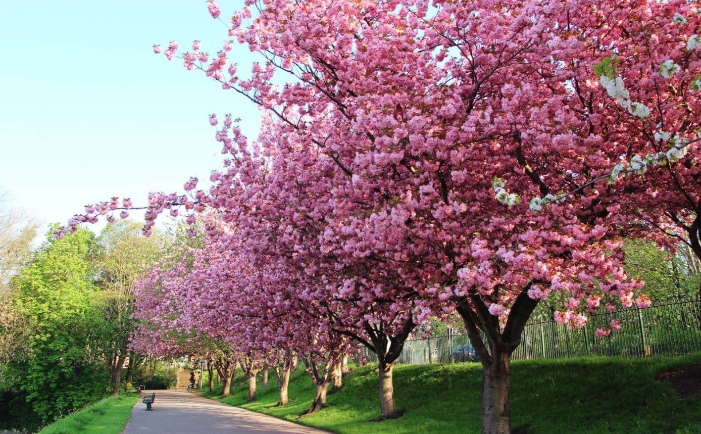 Watch The valley of Flowers At Blossom International Park