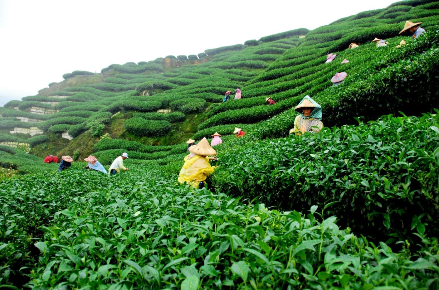 Walk In Aromatic Tea Gardens