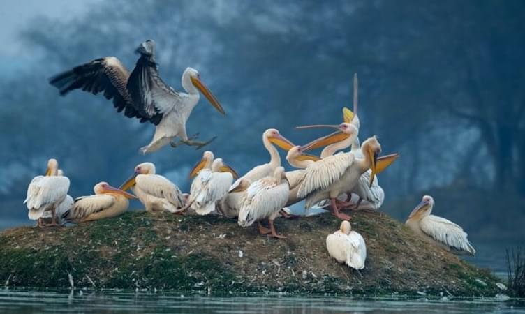 Bharatpur Bird Sanctuary - 176 km from Delhi