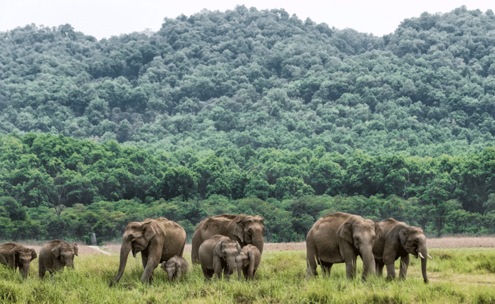 cost to visit jim corbett national park