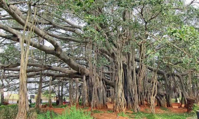 Big Banyan Tree (29 Km from Bangalore)