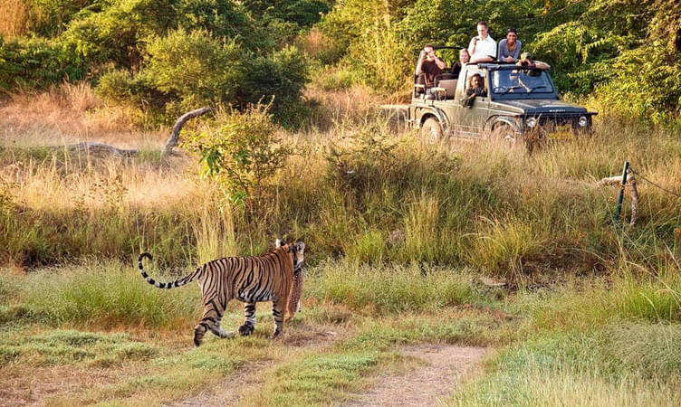 Jungle Safari at Sajjangarh Wildlife Sanctuary