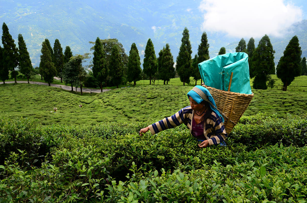 Temi Tea Gardens