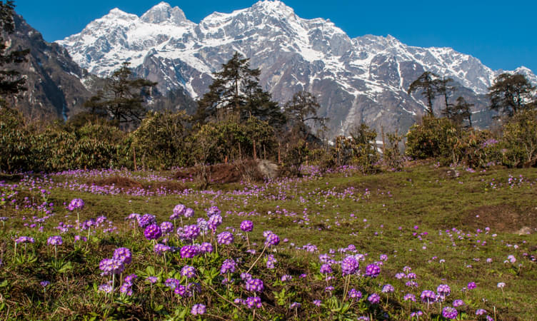 Yumthang Valley of Flowers (128 Km from Gangtok)