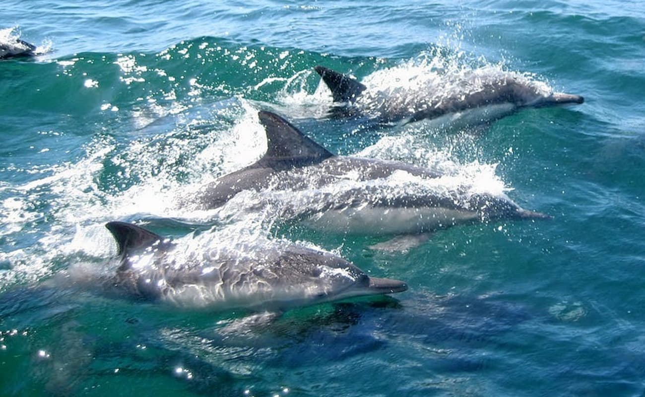 Dolphin Spotting