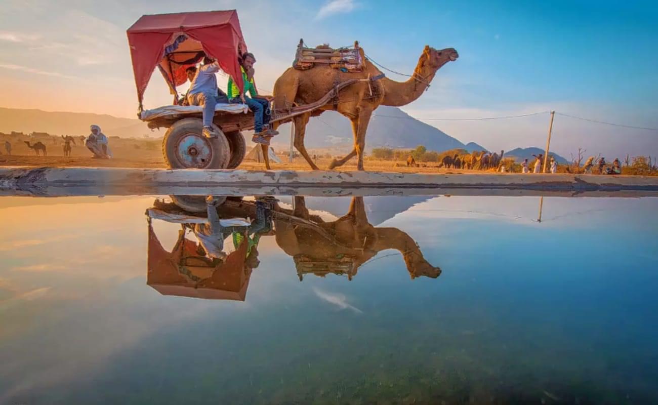Sunset Camel Safari in Pushkar