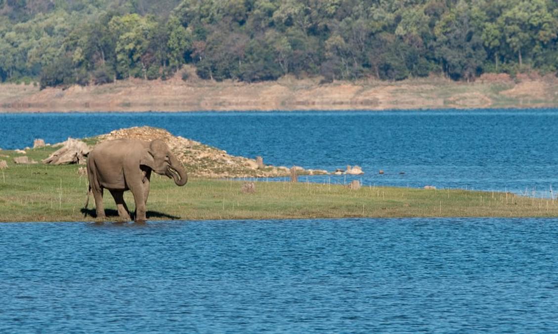 Jim Corbett National Park A Detailed Travel Guide 2024