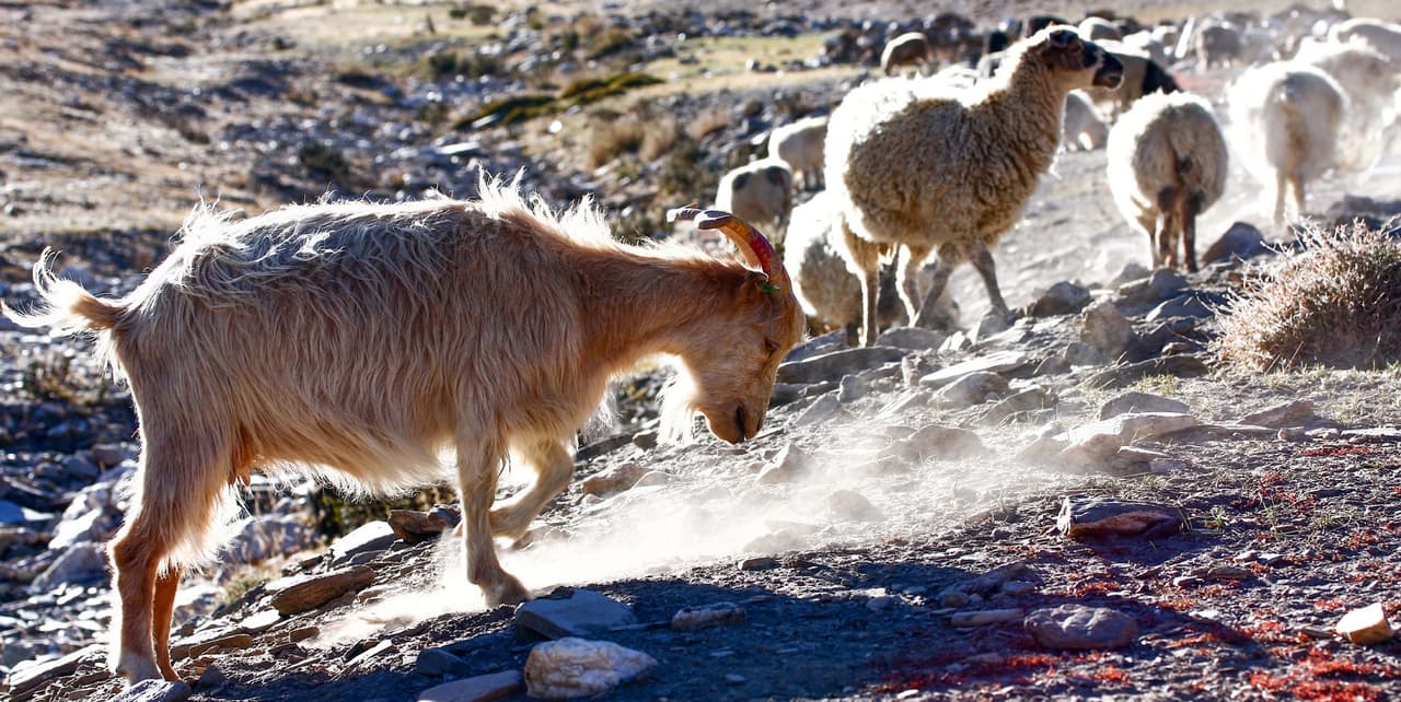 Dihras Animal Cold Desert Animals