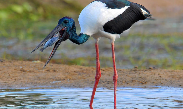 Khijadiya Bird Sanctuary, Gujarat 