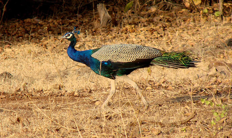  Gir National Park, Gujarat 