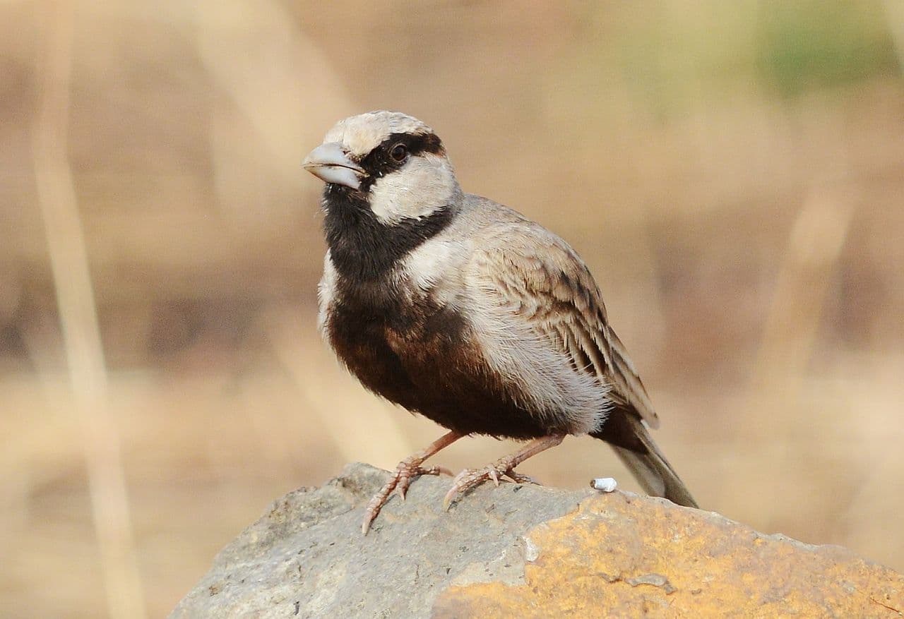  Velavadar National Park, Gujarat