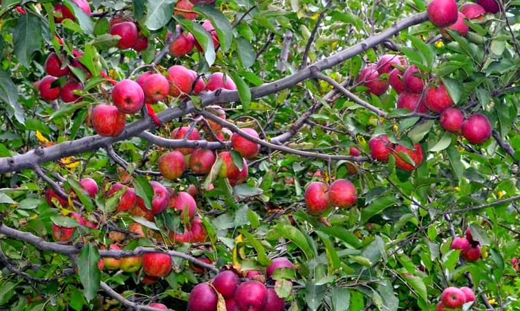 Red Apple Orchards