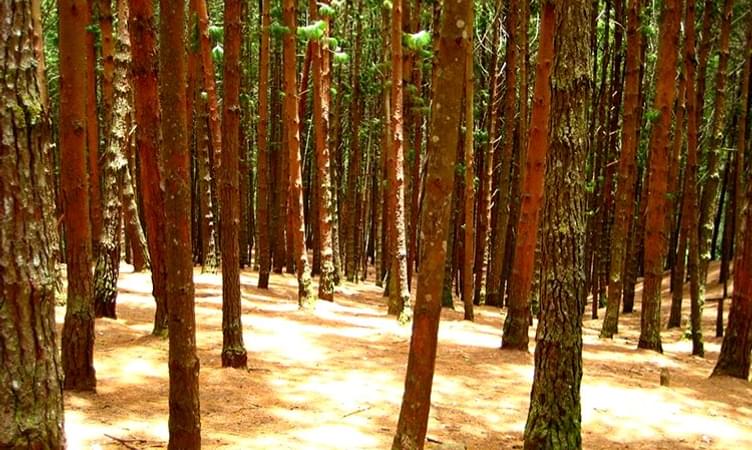 Kodaikanal Pine Forest