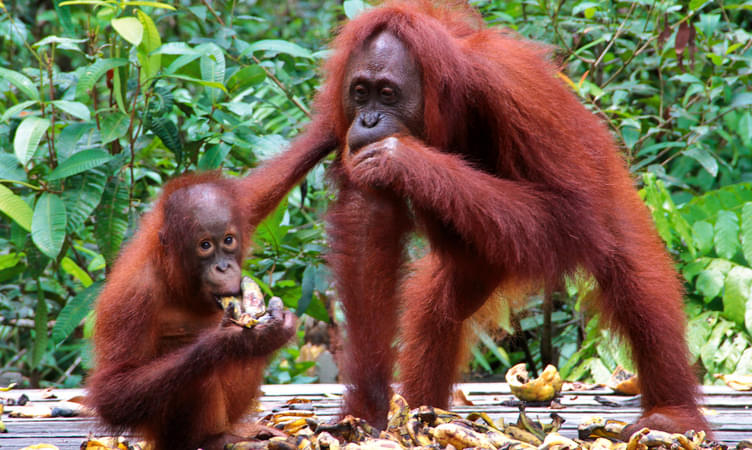 Shangri-La's Orangutan Care Project, Kota Kinabalu