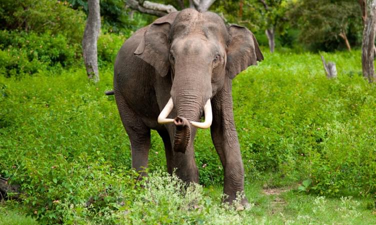 Koyna Wildlife Sanctuary (146 km from Pune)
