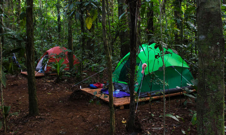 Jungle Camping