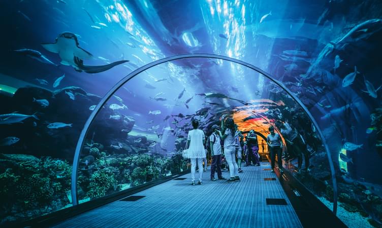 Dubai Aquarium and Underwater Zoo