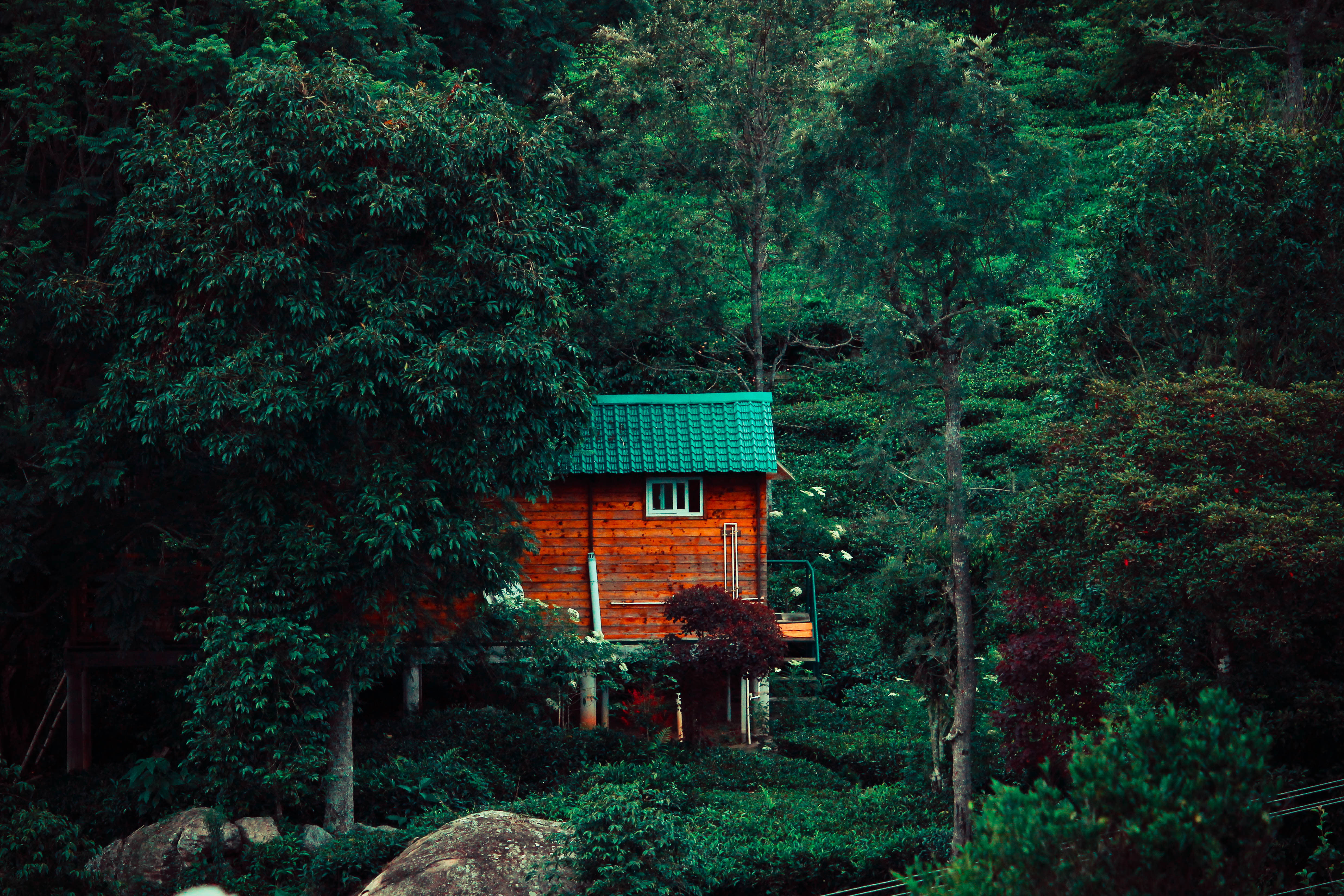 Tea Estate Cottage Stay in Kotagiri