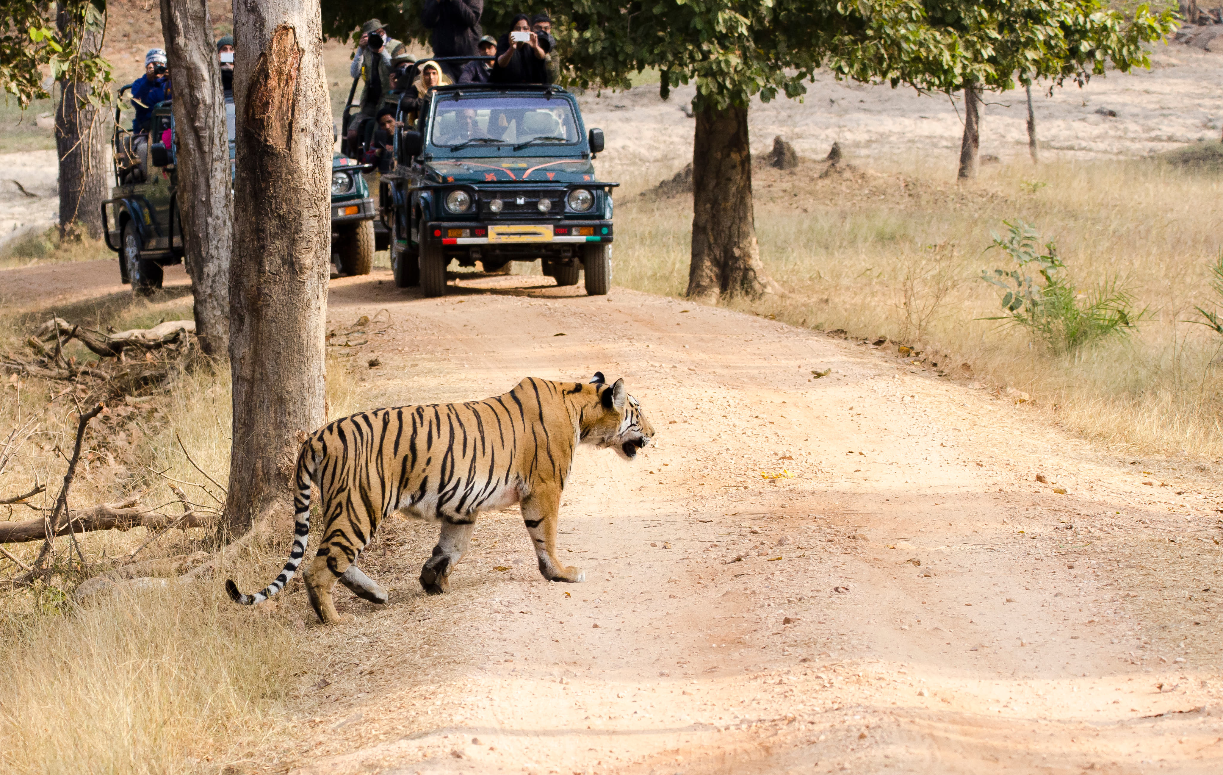 9 Best National Parks in Madhya Pradesh - Where the Wild Meets Life!