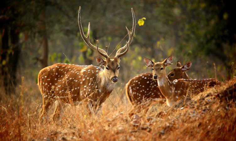 Explore Wildlife at Madhav National Park