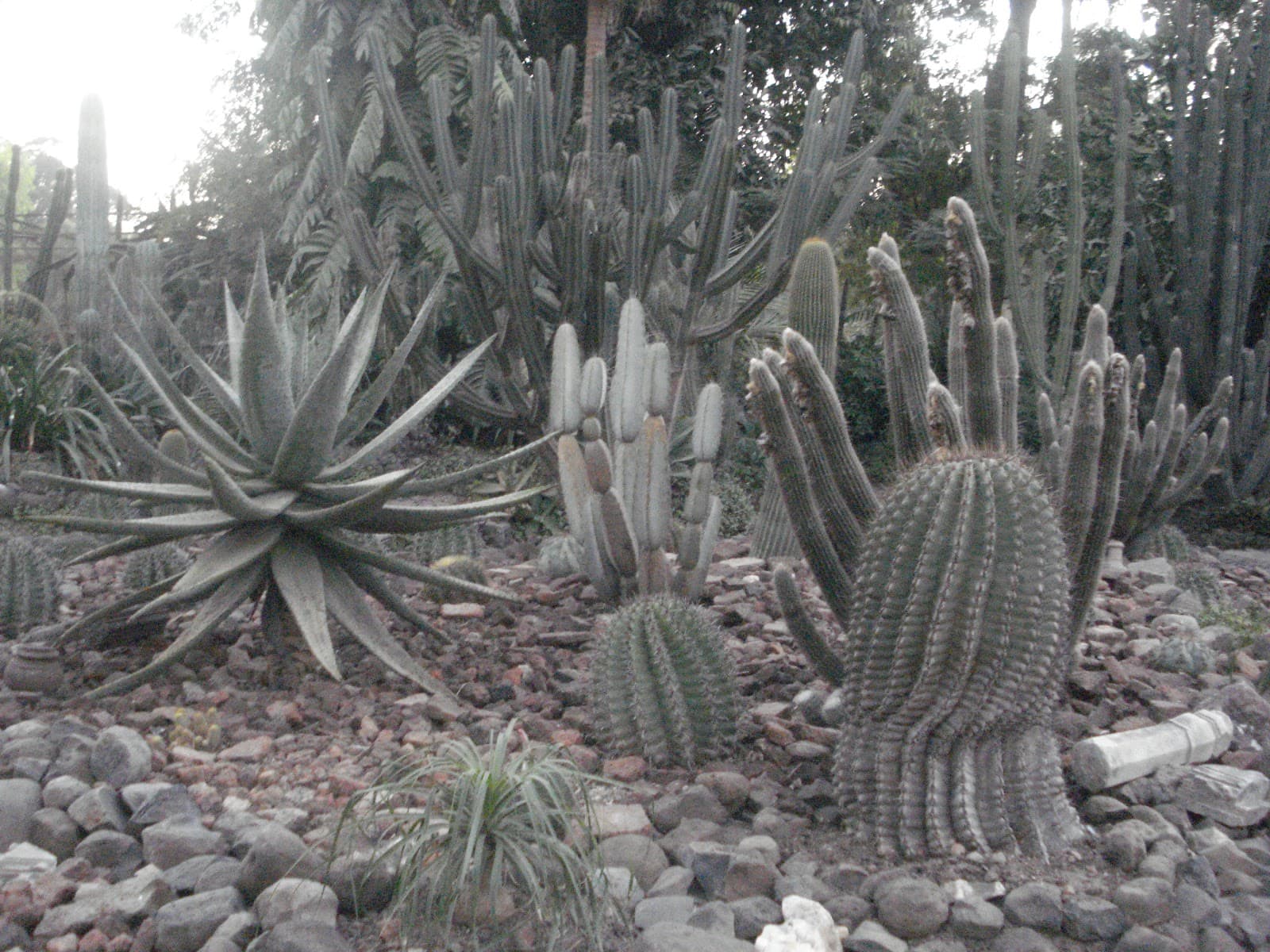 Cactus Garden Sailana