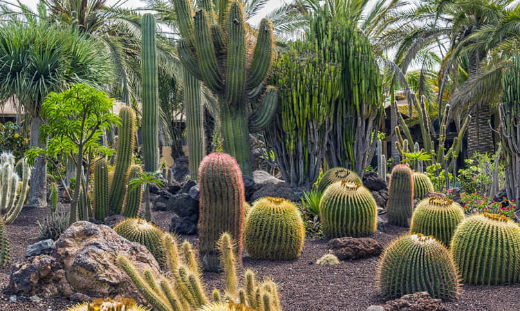 Cactus Garden, Ratlam