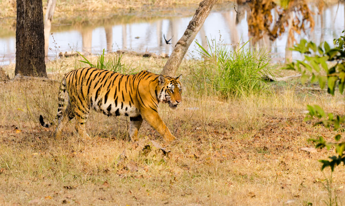Pench National Park: A Detailed Travel Guide
