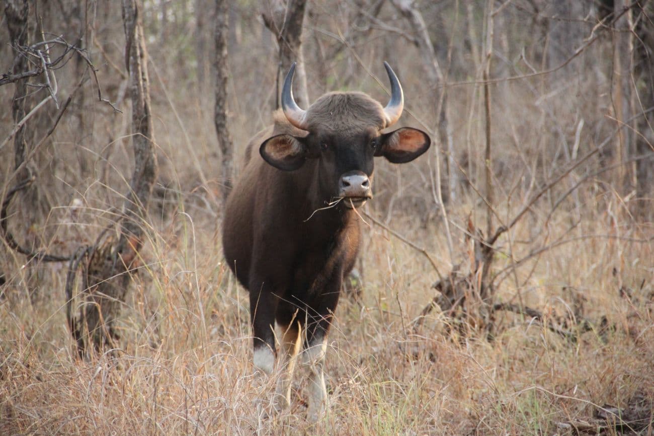 Bori Wildlife Sanctuary, Itarsi