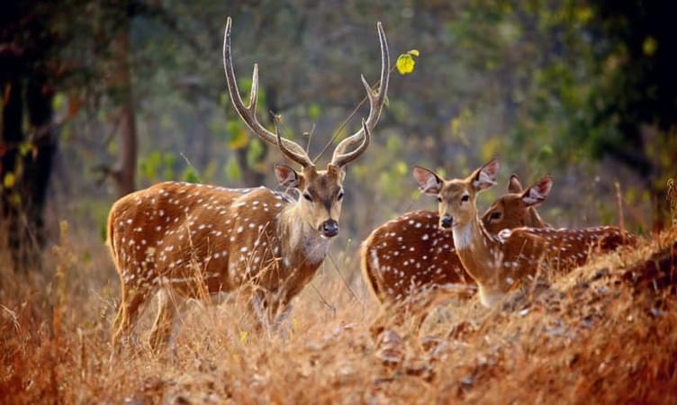 Madhav National Park, Shivpuri