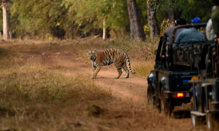 Jungle Safari at Orchha Wildlife Sanctuary