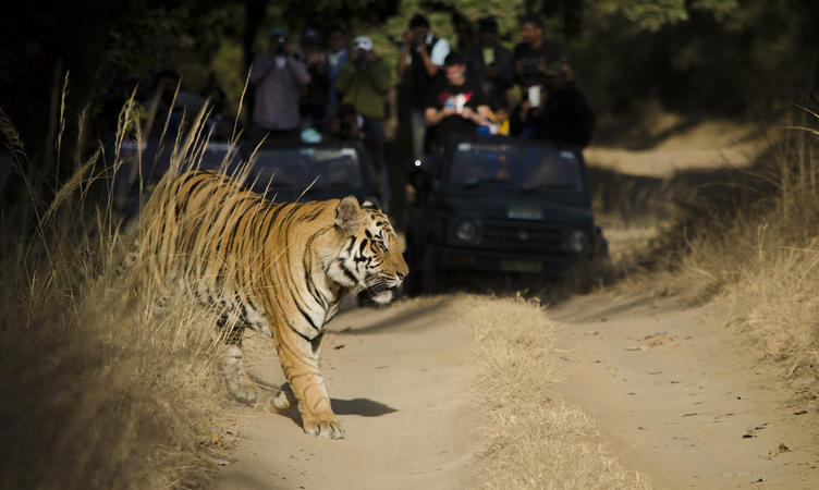 Tiger Spotting at Bandhavgarh Tiger Reserve