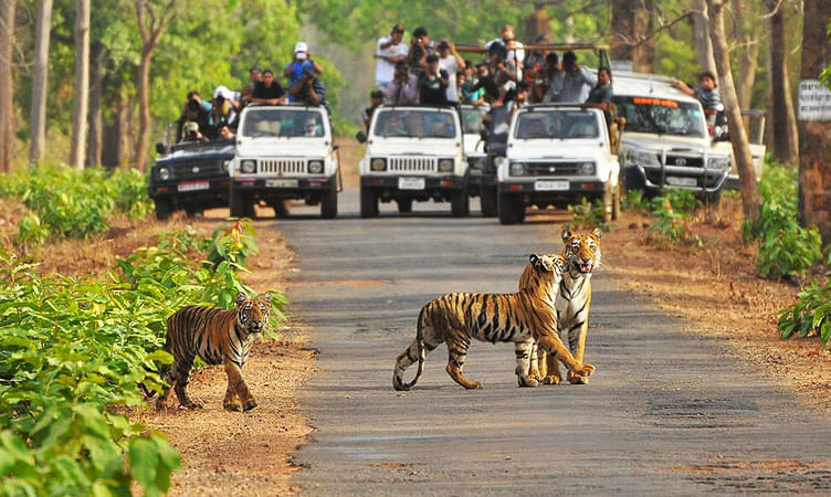 Tiger Spotting at Kanha Tiger Reserve