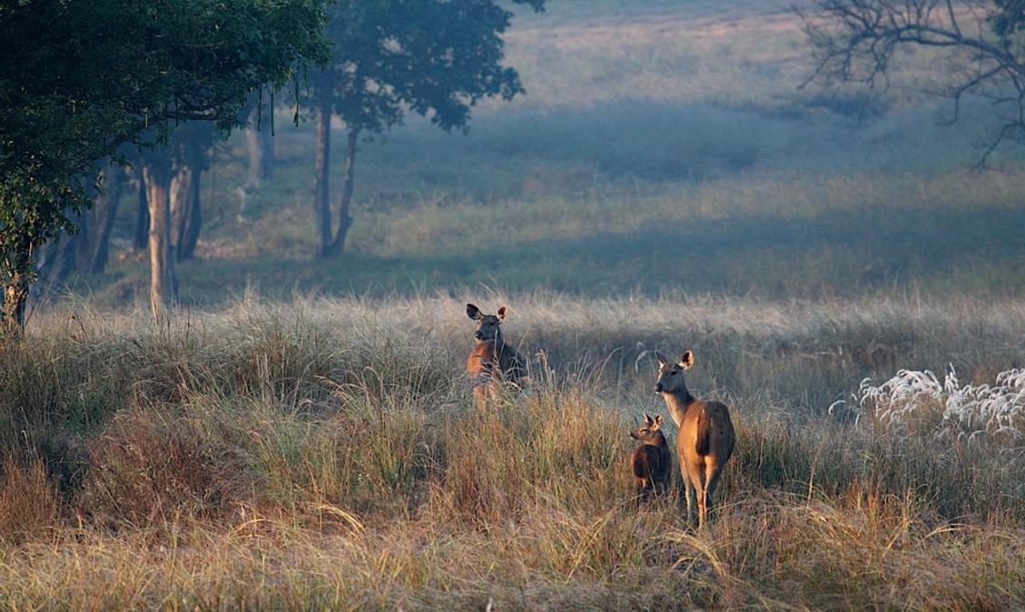 Distance Between Jabalpur And Kanha National Park Kanha National Park: A Detailed Travel Guide