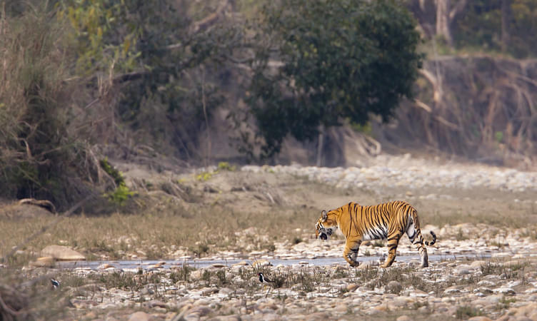 Best Time to Visit Kanha National Park