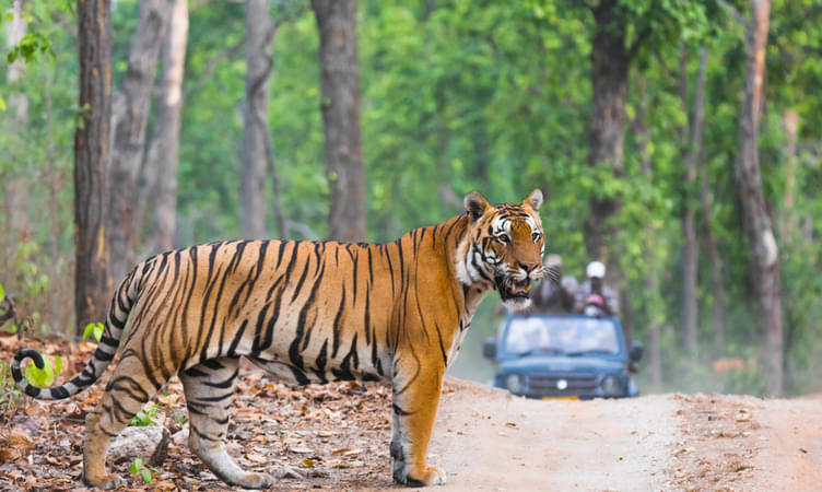 Tiger Spotting at Satpura Tiger Reserve